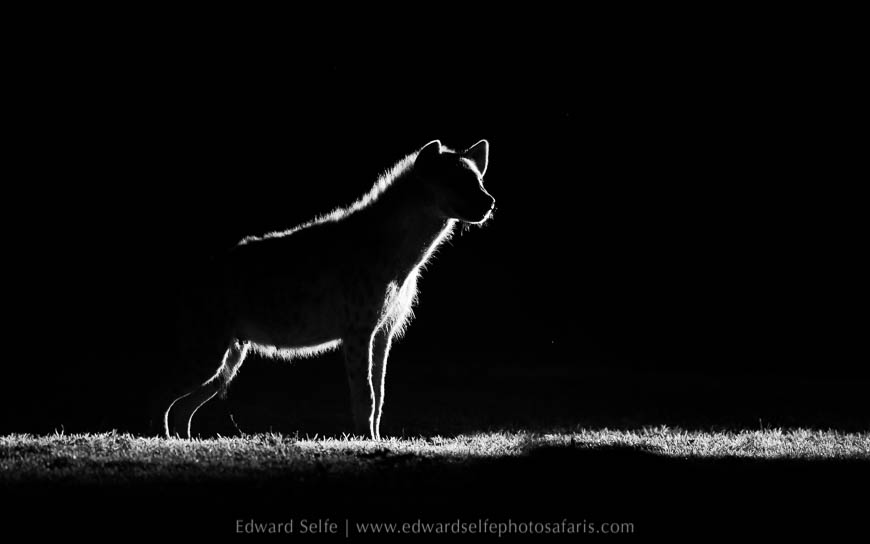 Wildlife image from photo safari with edward selfe in south luangwa national park.