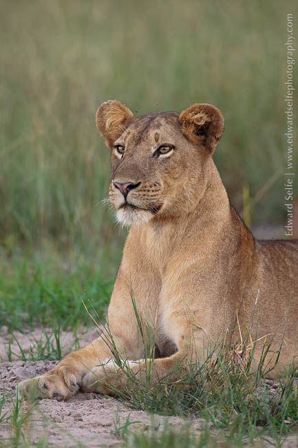 A lion waits on the approach of a baby elephant in South Luangwa National Park.