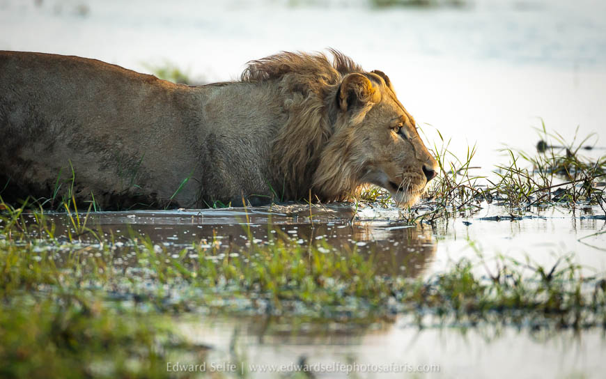 Wildlife image from a photo safari with edward selfe.