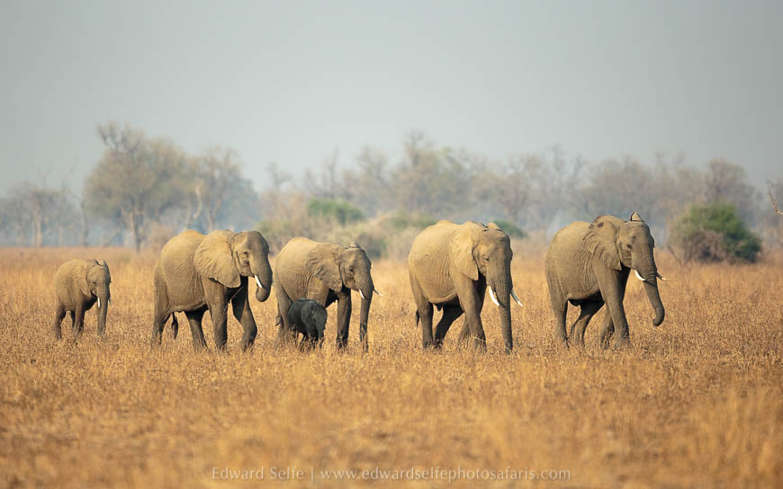 Wildlife image from photo safari with edward selfe in south luangwa national park.