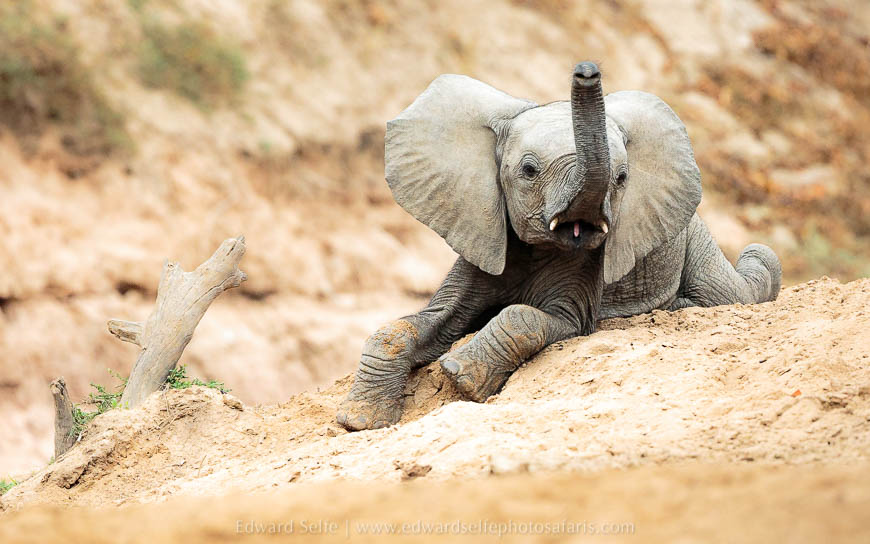 Wildlife image from photo safari with edward selfe safaris.