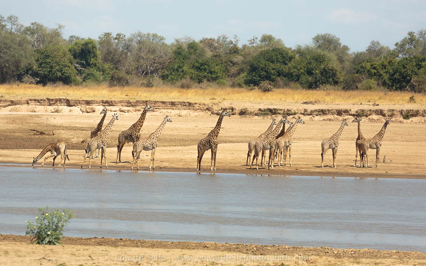 Wildlife image from photo safari with edward selfe in south luangwa national park.