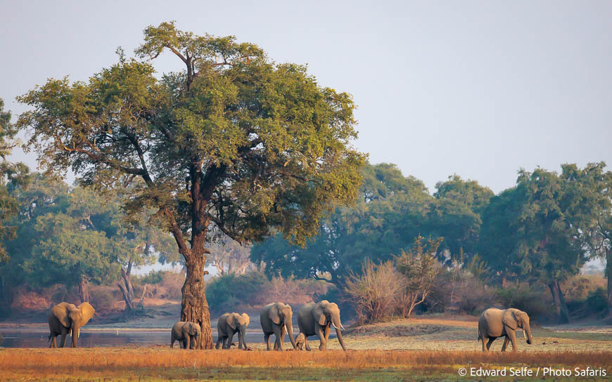Image from exclusive luangwa photo safari by edward selfe