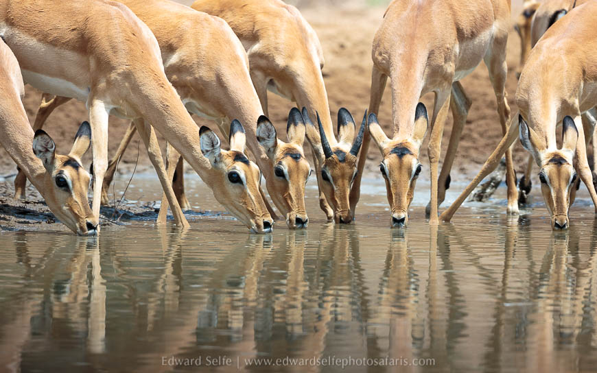 Wildlife image from photo safari with edward selfe in south luangwa national park.