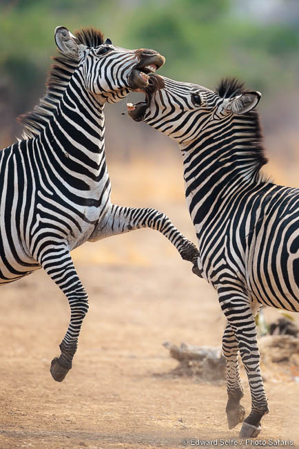 Wildlife image by edward selfe from photo safari in southern africa.