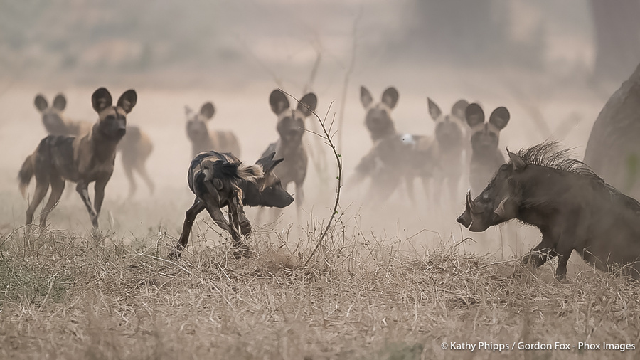 Image from pan-zambia photo safari by phox images
