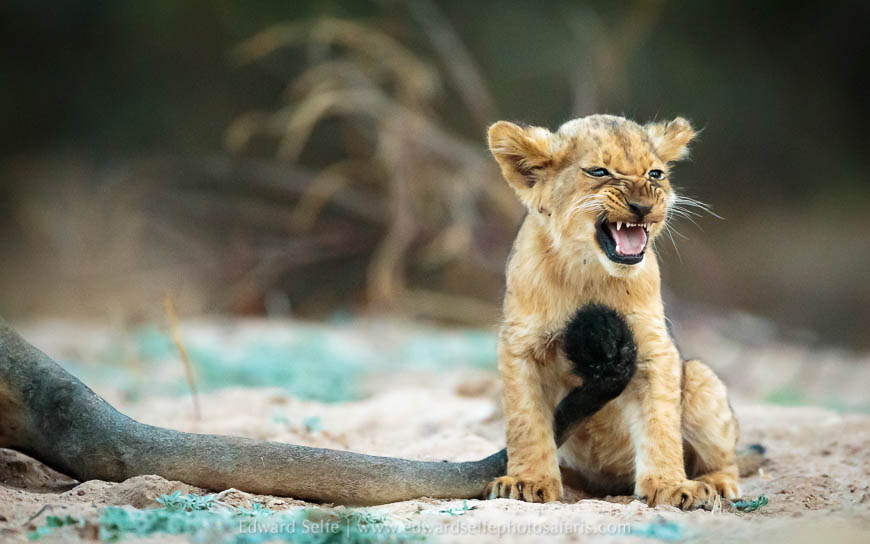 Wildlife image from a photo safari with edward selfe.