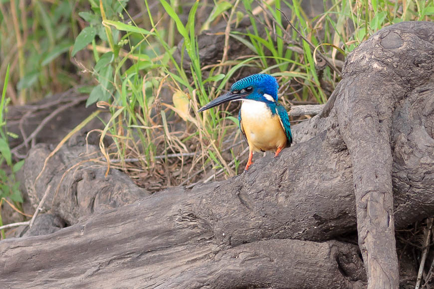 A rare Half-collared Kingfisher in South Luangwa.