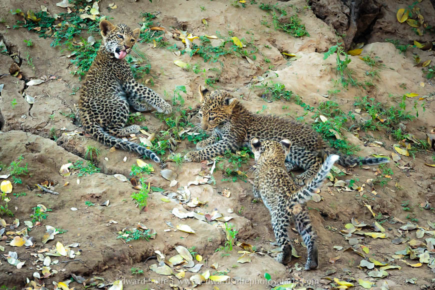 Wildlife image from a photo safari with edward selfe.