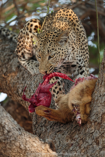 And a leopard gives us an anatomy lesson.