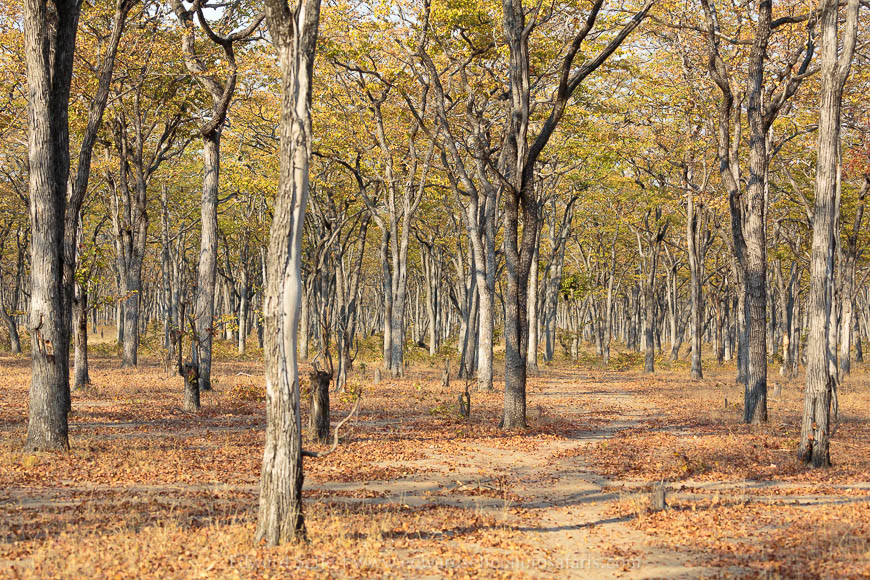 Wildlife image from photo safari with edward selfe in south luangwa national park.