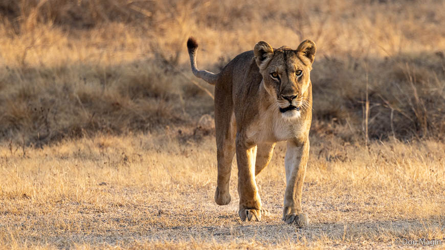 Wildlife image by don magin from a photo safari in zambia and zimbabwe with edward selfe.