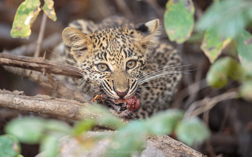 Wildlife image from photo safari with edward selfe in south luangwa national park.