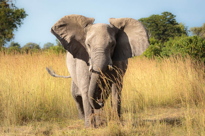 Images of wildlife from photo safari with edward selfe