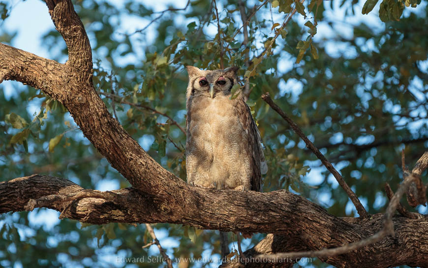 Wildlife image from photo safari with edward selfe in south luangwa national park.