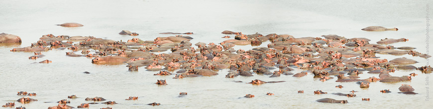 Hippos form super herds in Luangwa when the water levels drop.