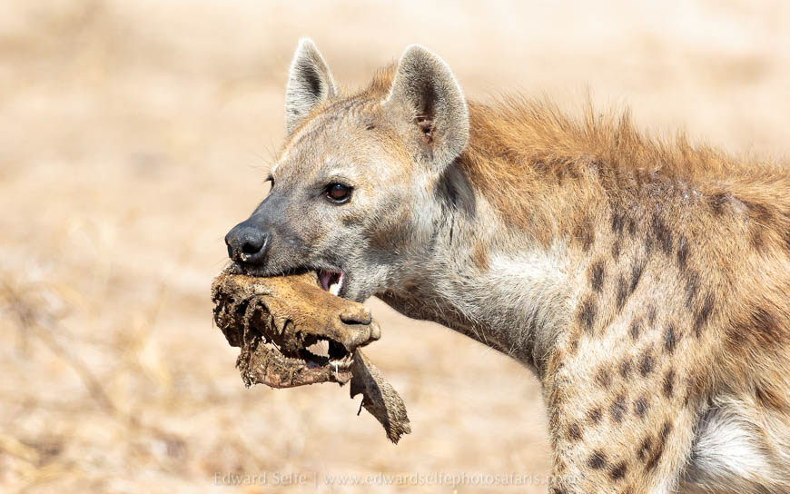 Wildlife image from photo safari with edward selfe in south luangwa national park.