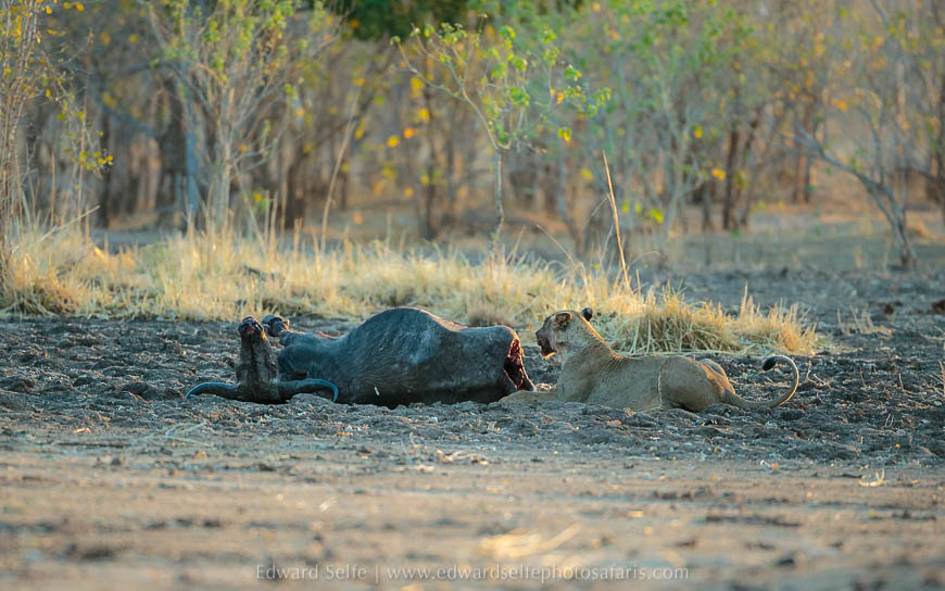 Wildlife image from photo safari with edward selfe safaris.