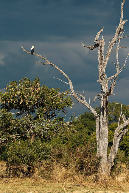Images of wildlife from photo safari with edward selfe in the south luangwa np.