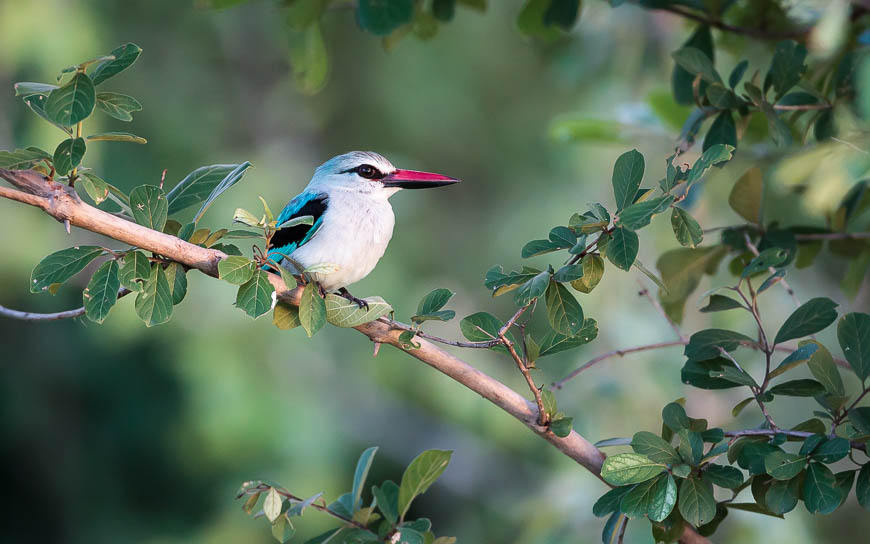 A Woodland Kingfisher in pre-dawn light in South Luangwa.