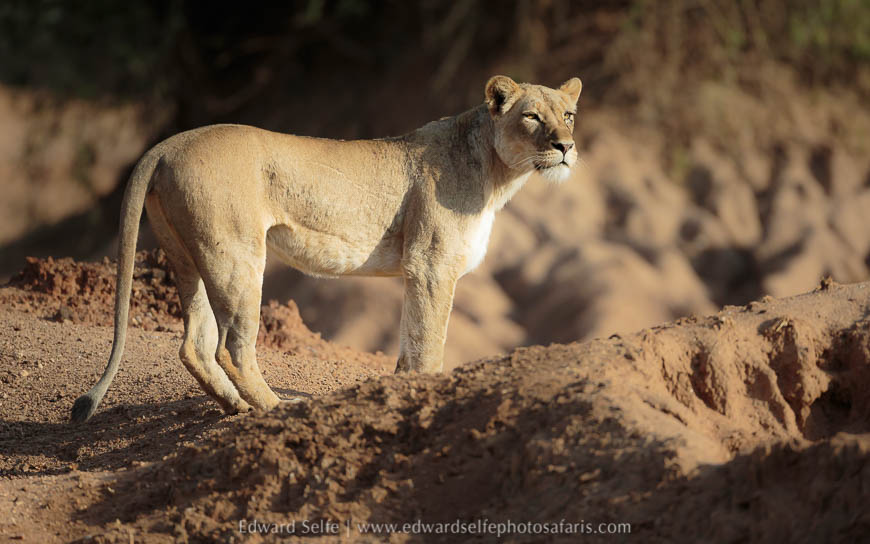 Wildlife image from a photo safari with edward selfe.