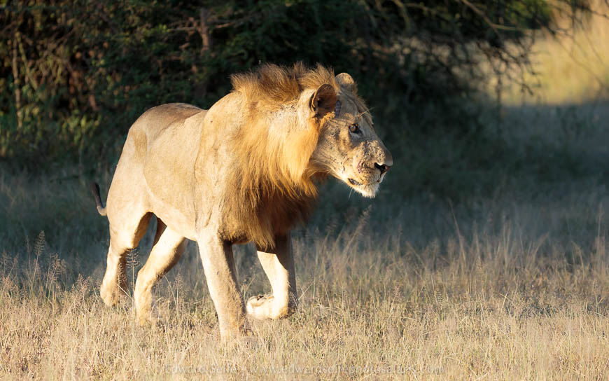 Wildlife image from photo safari with edward selfe.