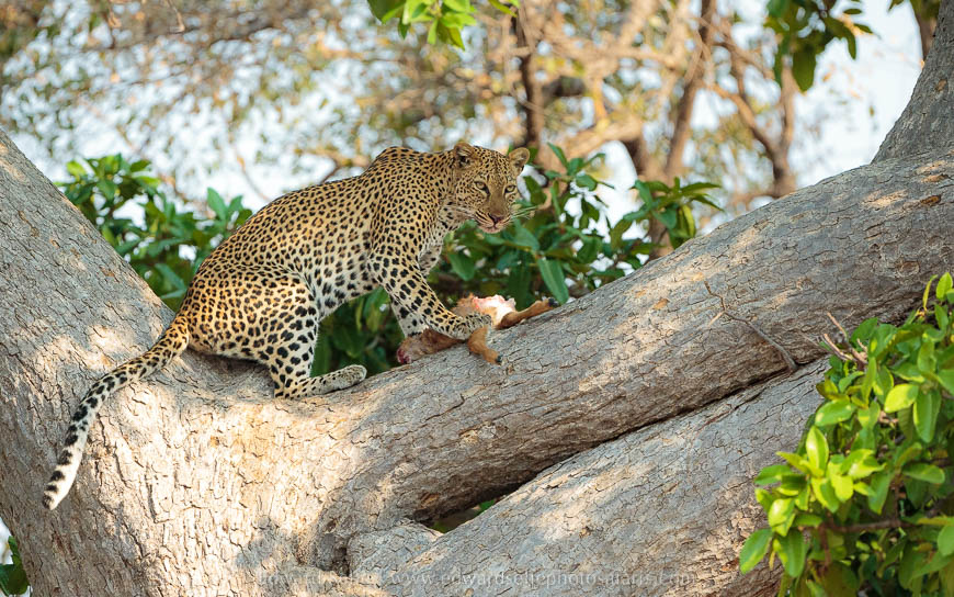 Wildlife image from photo safari with edward selfe in south luangwa national park.