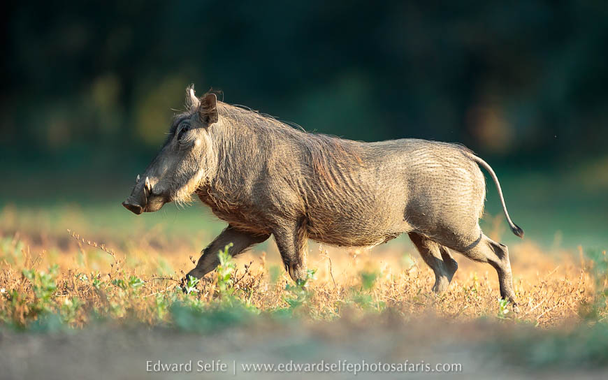 Wildlife image from photo safari with edward selfe.