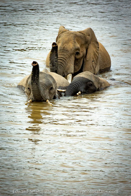 Wildlife image from photo safari with edward selfe.