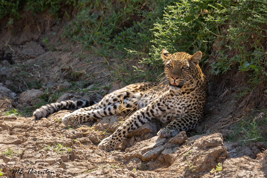 Wildlife image by michael thornton from photo safari in south luangwa with edward selfe.