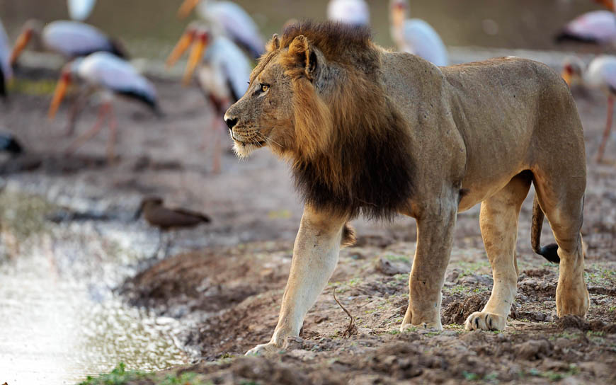 Images of wildlife from photo safari with edward selfe in south luangwa.