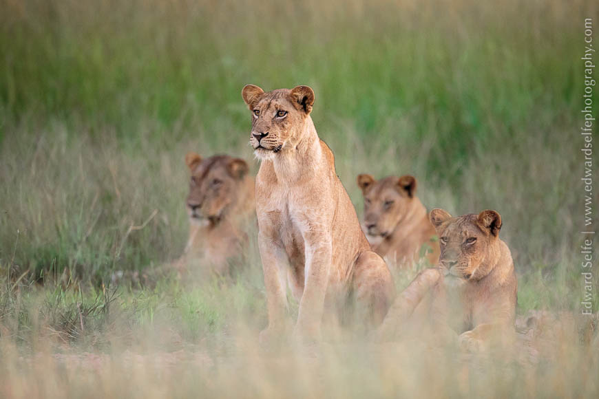A group of lions wait on the approach of a baby elephant in South Luangwa National Park.
