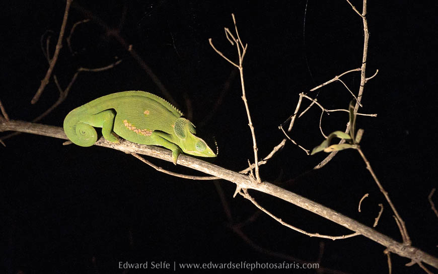 Wildlife image from photo safari with edward selfe in south luangwa national park.