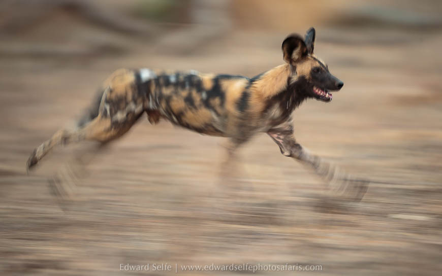 Wildlife image from photo safari with edward selfe in south luangwa national park.