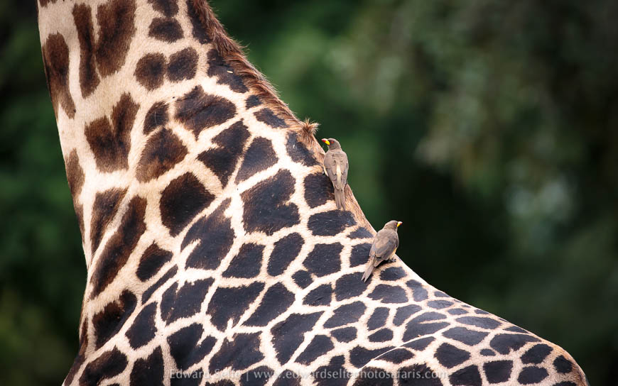 Wildlife image from photo safari in south luangwa with edward selfe.