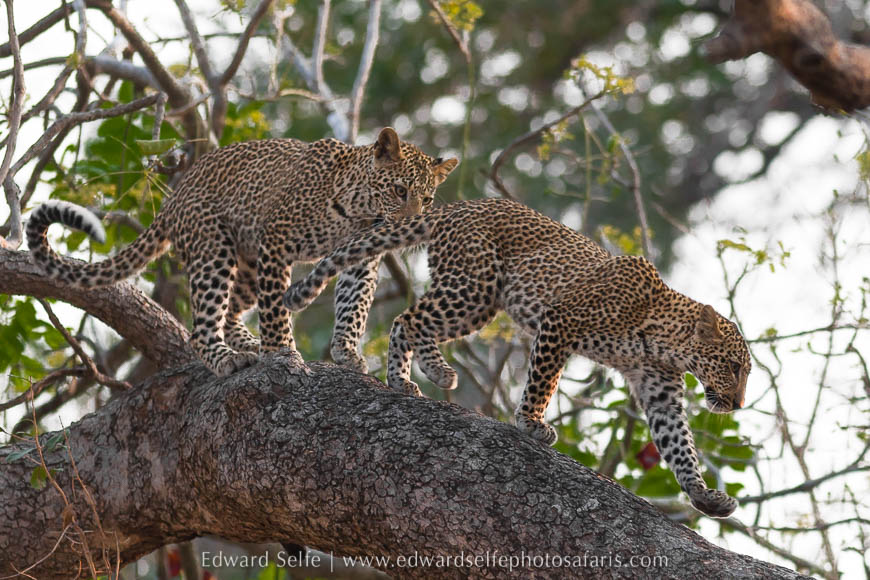 Wildlife image from photo safari with edward selfe.