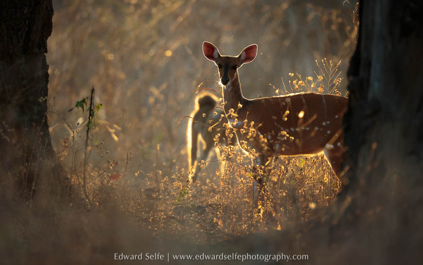 A bushbuck portrait through the trees on photo safari in south luangwa national park.