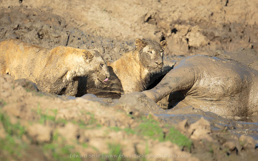 Wildlife image from photo safari with edward selfe.