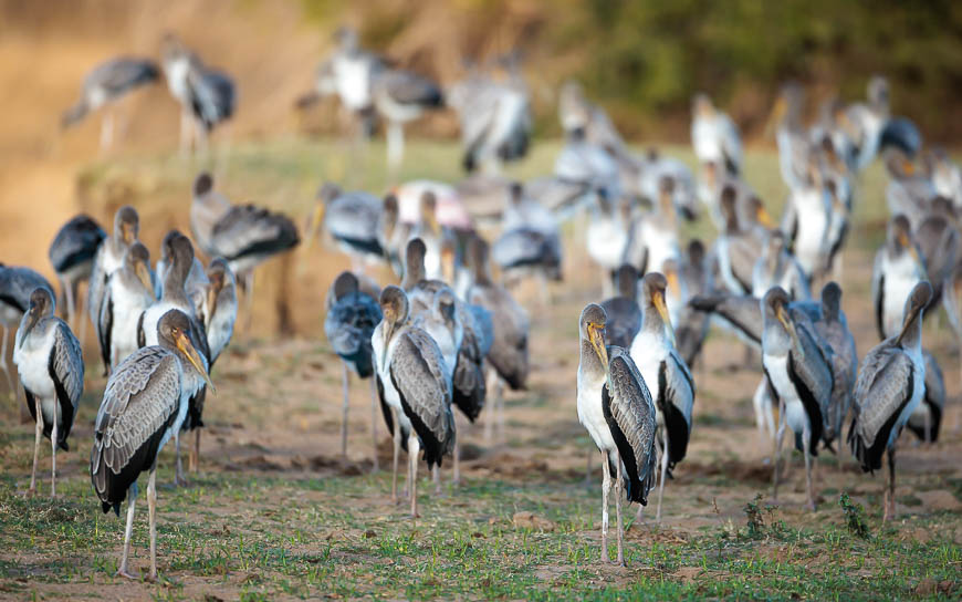 Images of wildlife from photo safari with edward selfe in zambia.