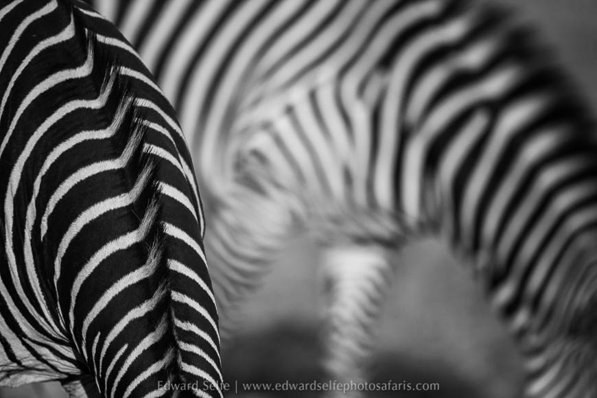 Zebra abstract on photo safari with edward selfe in south luangwa national park.