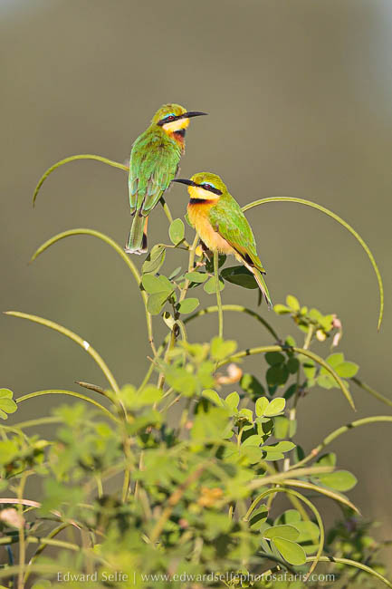 Wildlife image from photo safari with edward selfe in south luangwa national park.