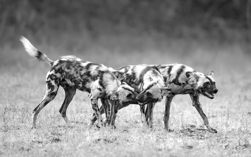 Images of wildlife from photo safari with edward selfe in south luangwa.