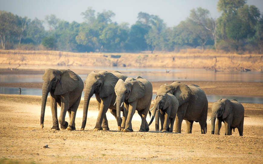 Wildlife image from photo safari with edward selfe in south luangwa national park.