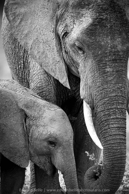 Wildlife image from a photo safari with edward selfe.