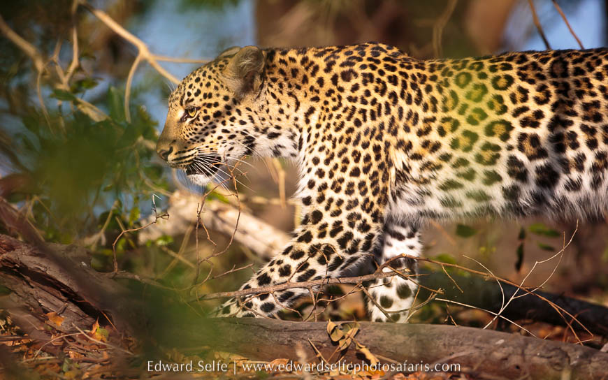 Wildlife image from photo safari with edward selfe.