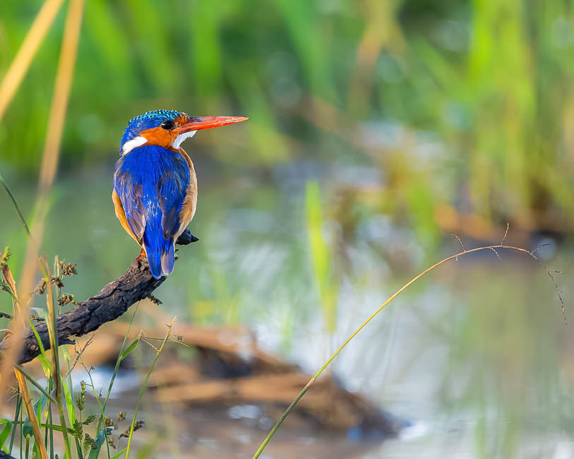 Wildlife image from South Luangwa by Mike White