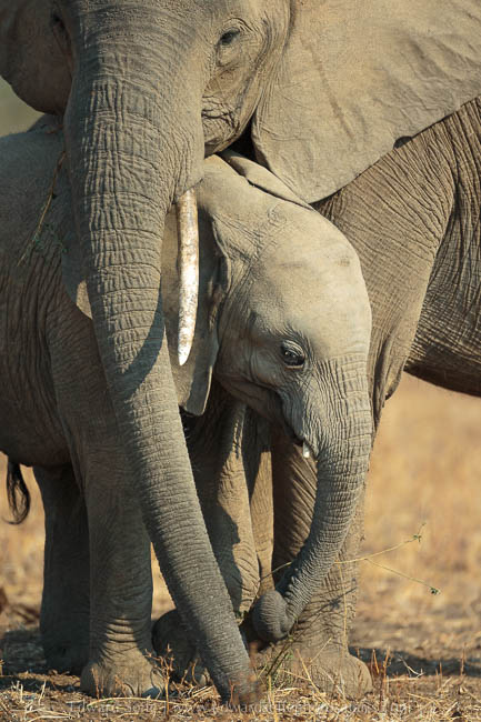 Wildlife image from photo safari with edward selfe in south luangwa national park.