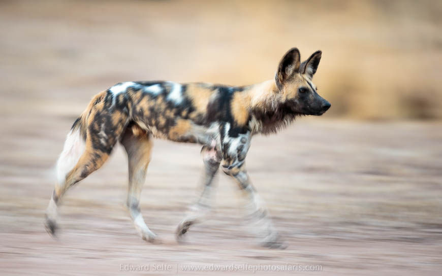 Wildlife image from photo safari with edward selfe in south luangwa national park.