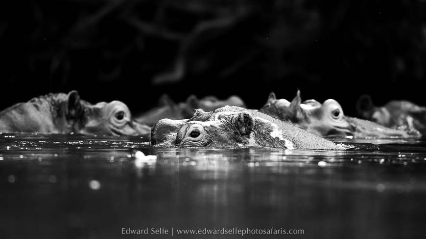 Wildlife image from a photo safari with edward selfe.