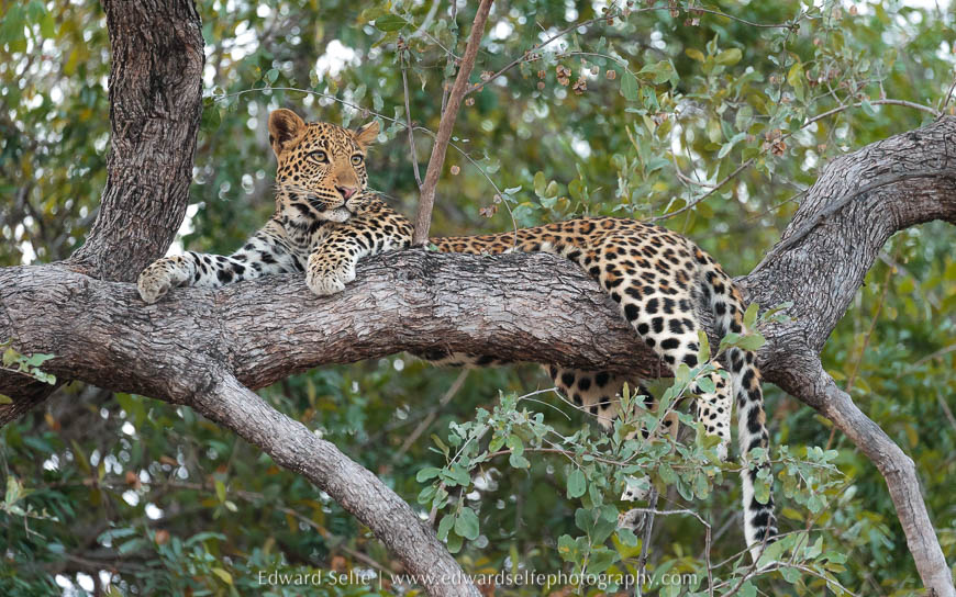 Young leopard in low tree on photo safari south luangwa national park.